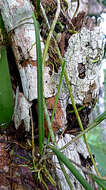 صورة Brassavola reginae Pabst