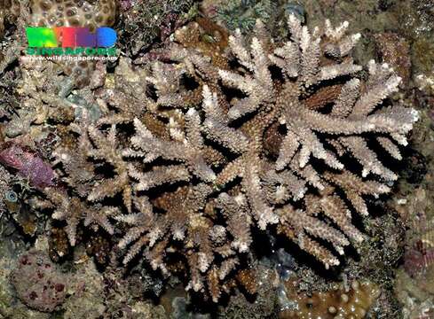 Image of Acropora