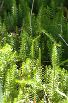 Image of interrupted clubmoss