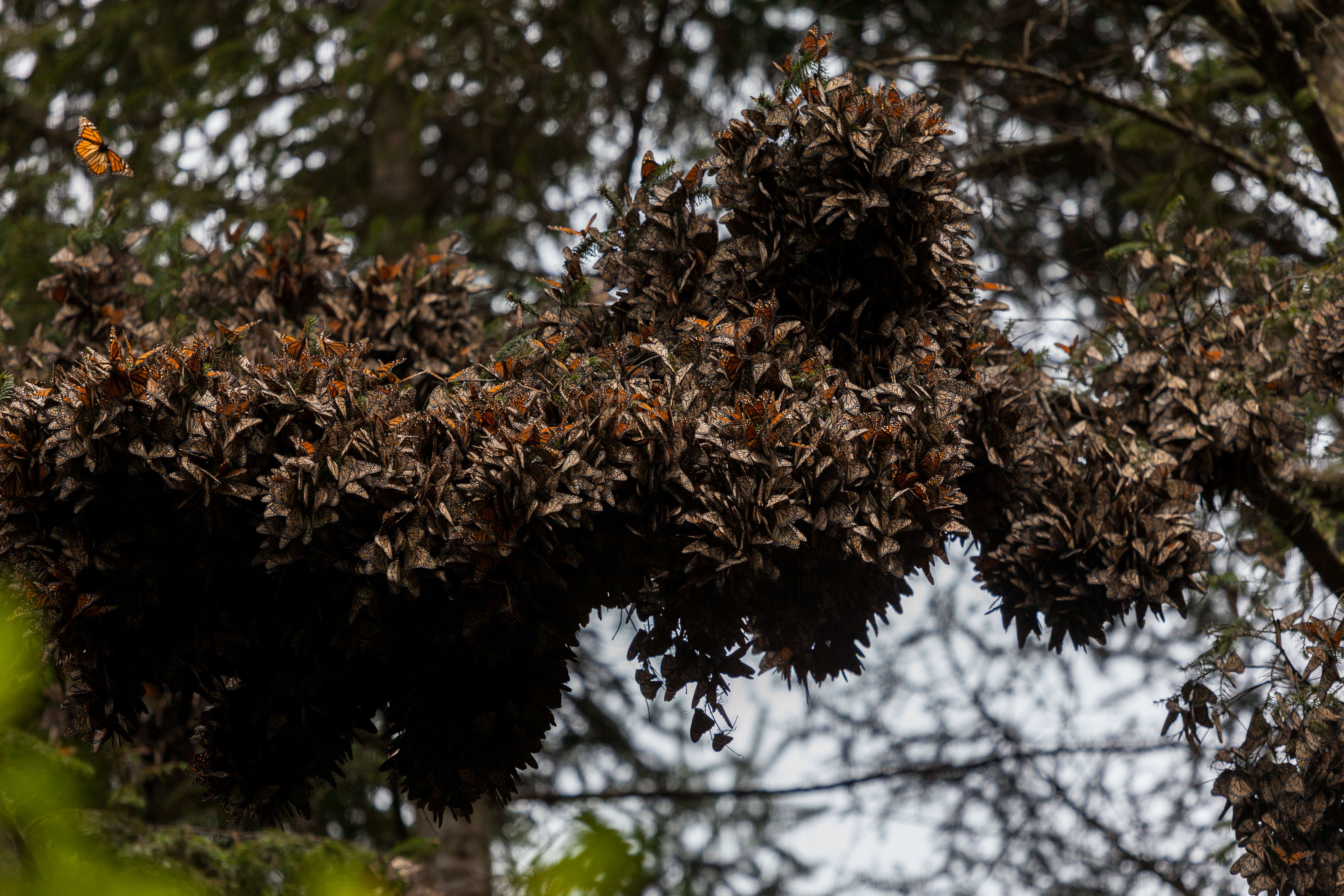 Image of Monarch Butterfly