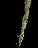 Image of Pacific reedgrass