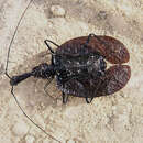 Image of Fiddle beetle