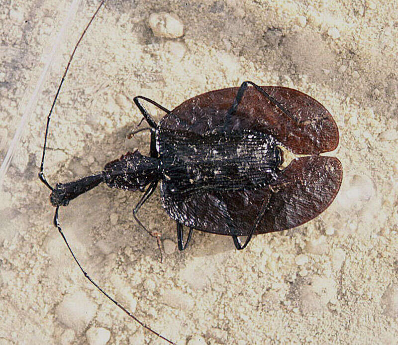 Image of Violin beetle