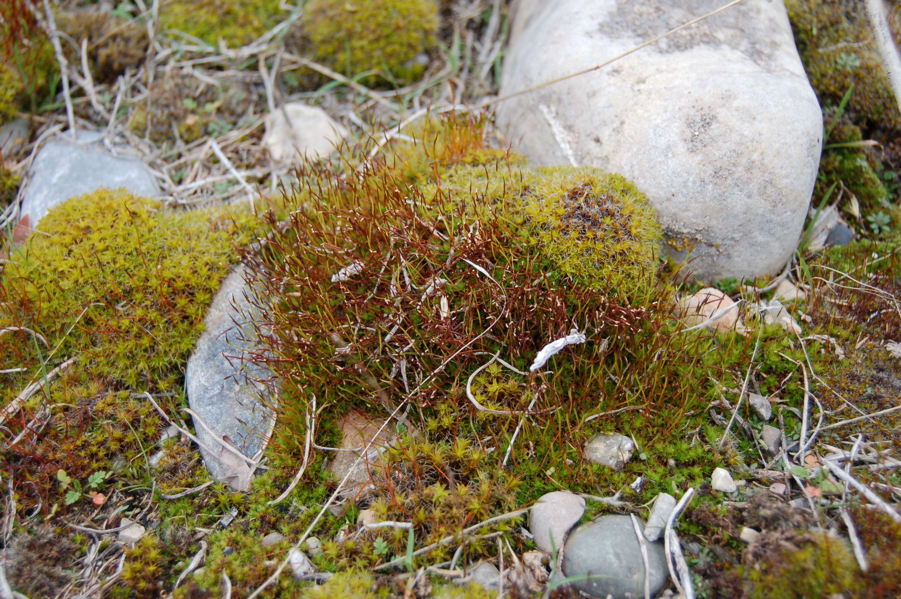 صورة Syntrichia ruralis Weber & D. Mohr 1803