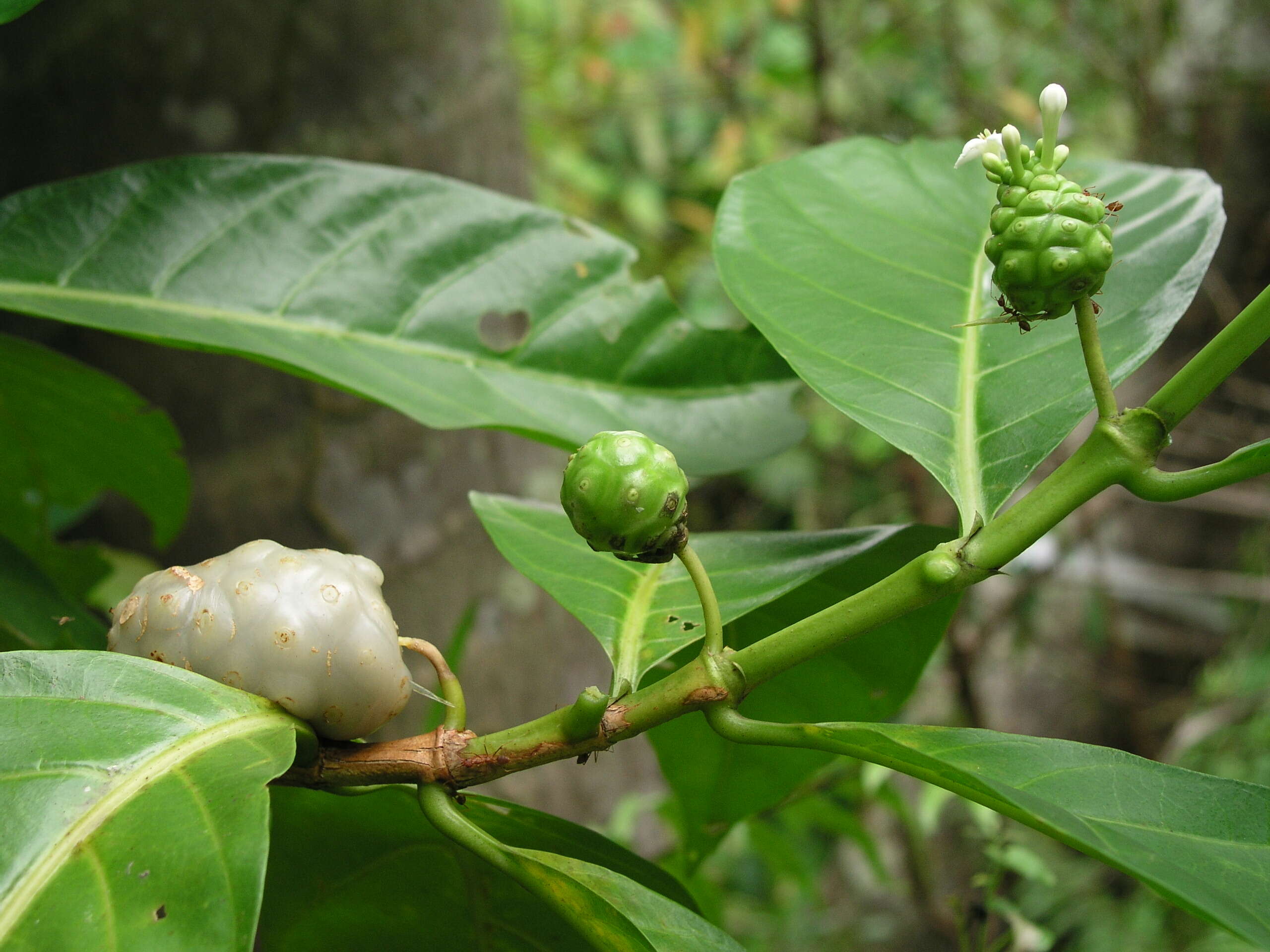 Image of Morinda