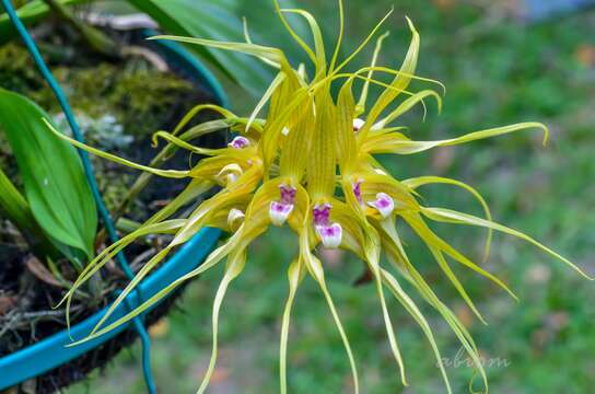 Image of Bulbophyllum virescens J. J. Sm.