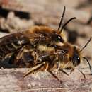 Image of Unequal Cellophane Bee