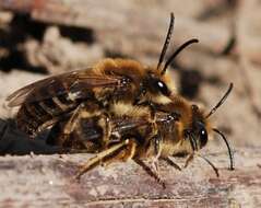Image of plasterer bees
