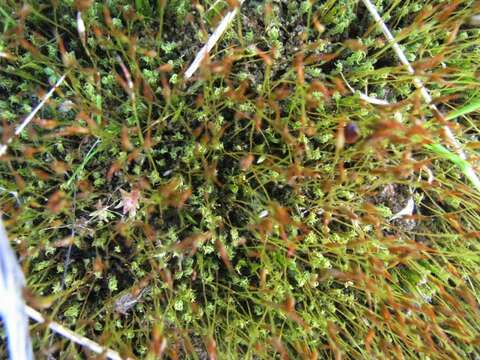 Image of Syntrichia antarctica Zander 1993