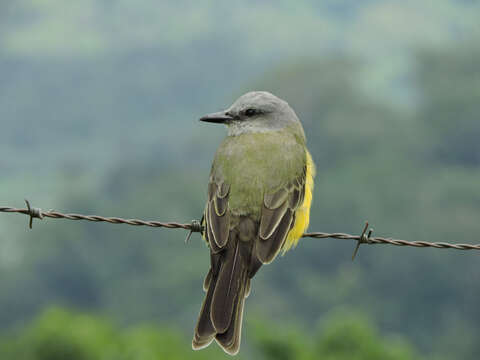 Image of Tropical Kingbird