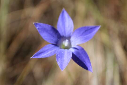 صورة Wahlenbergia luteola P. J. Sm.