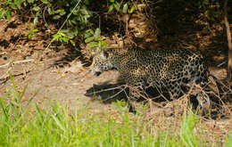 Image of big cats