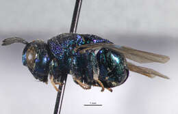 Image of perilampid wasps