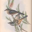 Image of Colluricincla harmonica rufiventris Gould 1841