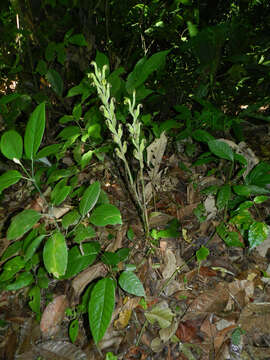 Sarcoglottis sceptrodes (Rchb. fil.) Schltr.的圖片