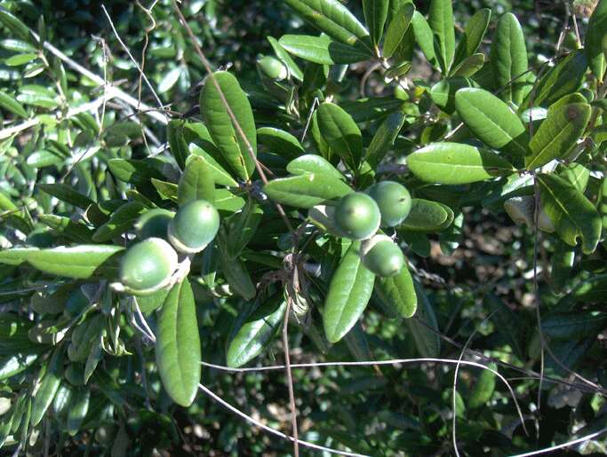 Image of Sand Live Oak