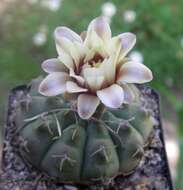 Plancia ëd Gymnocalycium ochoterenae Backeb.