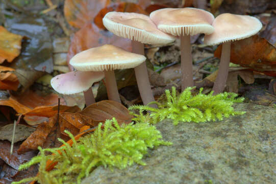 Image of Bonnet Mushroom