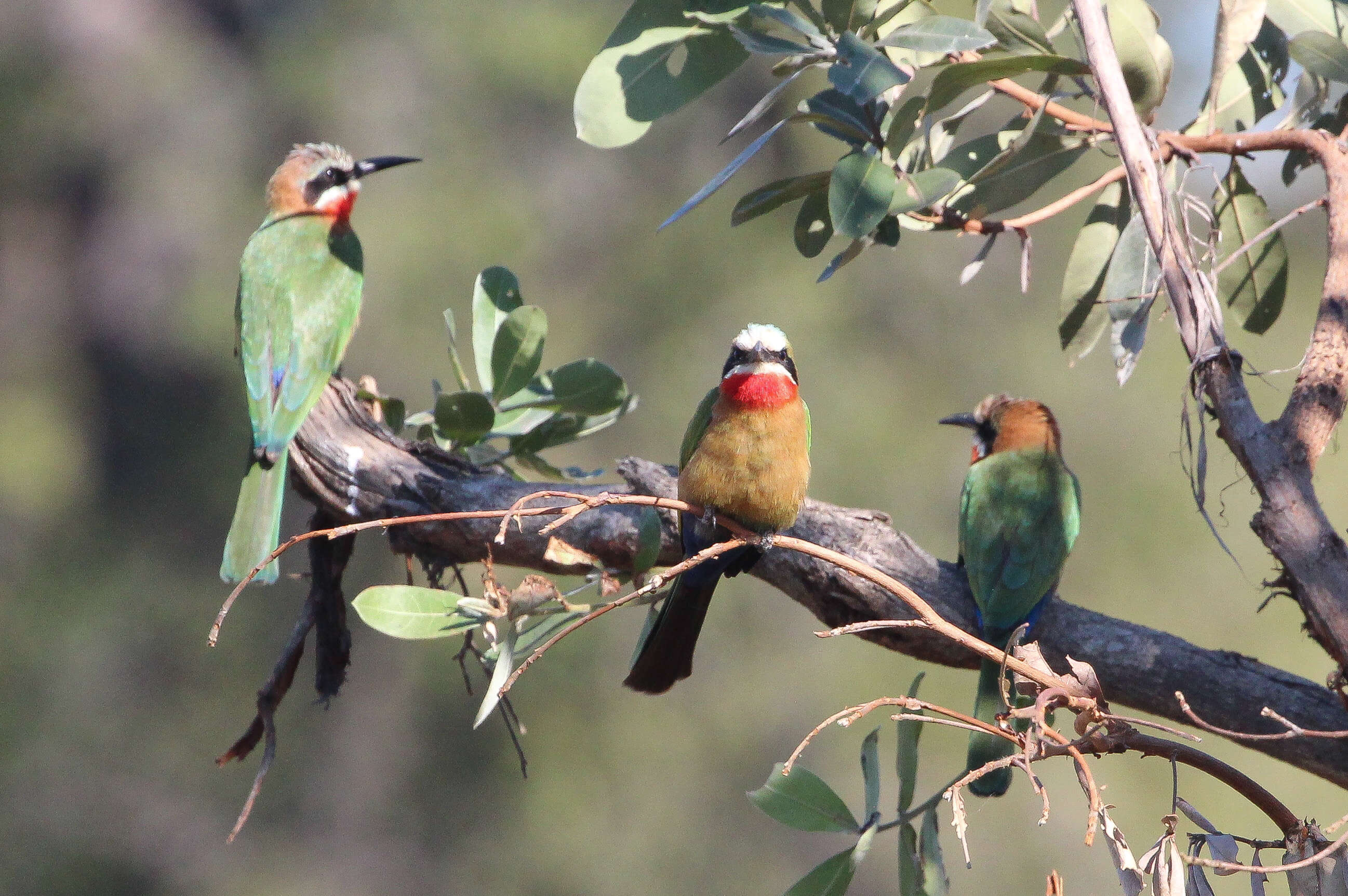 Image of White-fronted Bee-eater