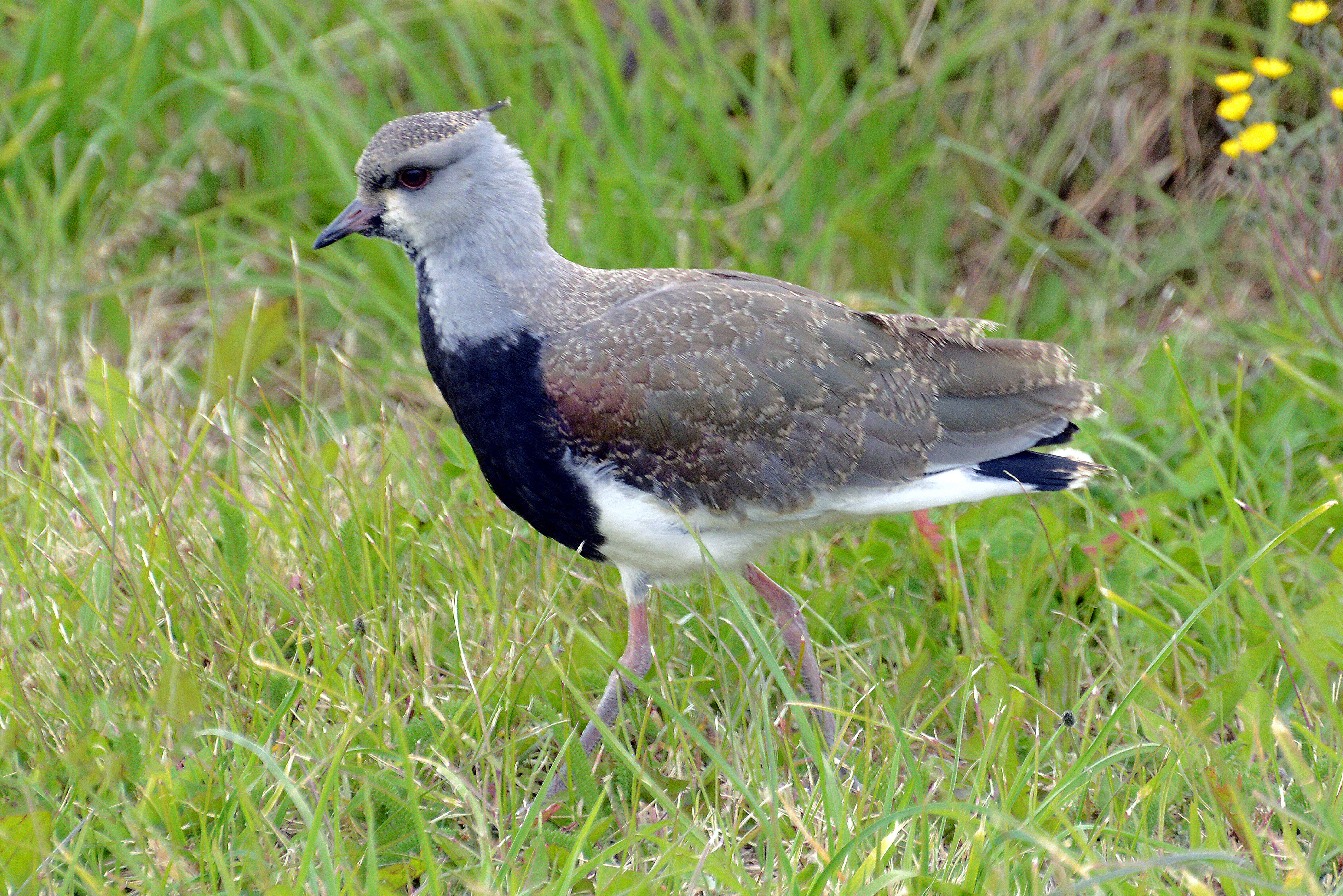 Image of Lapwing