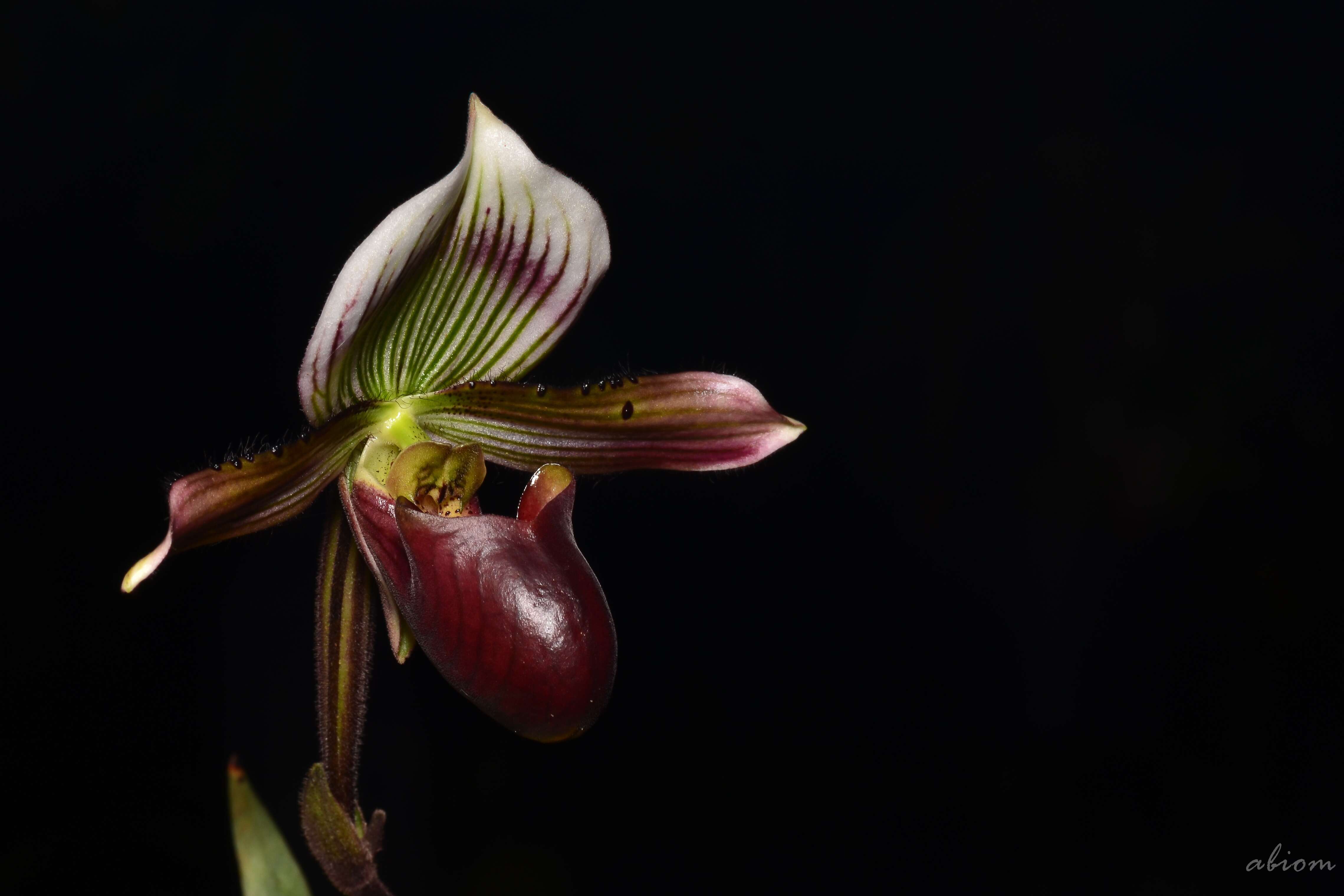 Image de Paphiopedilum barbatum (Lindl.) Pfitzer