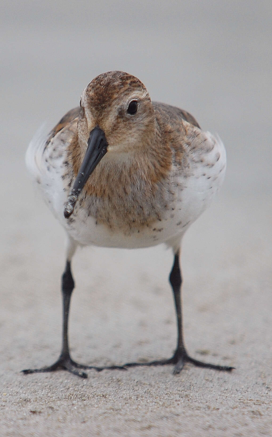 Image of Curlew Sandpiper