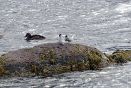 Image of Arctic Tern