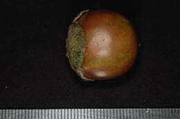 Image of Diospyros inconstans subsp. psidioides (Kunth) B. Walln.