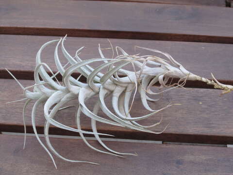 Image of Tillandsia albida Mez & Purpus