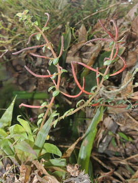 Image of Peperomia hartwegiana Miq.