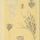 Image de Calpidium ornatum Busk 1852