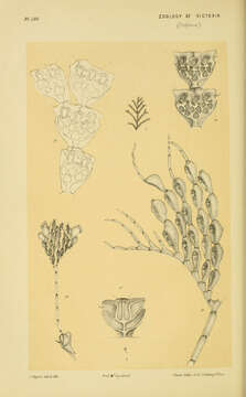 Image of Calpidium Busk 1852