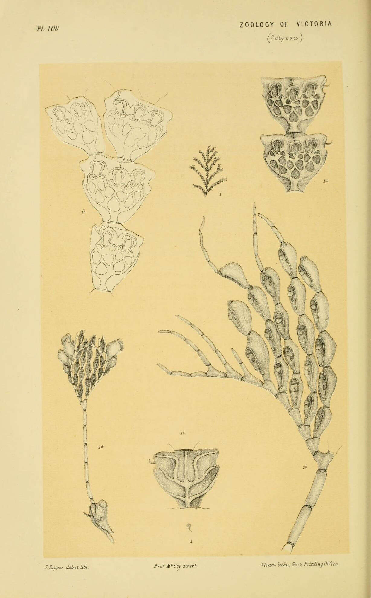 Image de Catenicelloidea Busk 1852