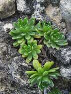 Image of Polynesian heliotrope