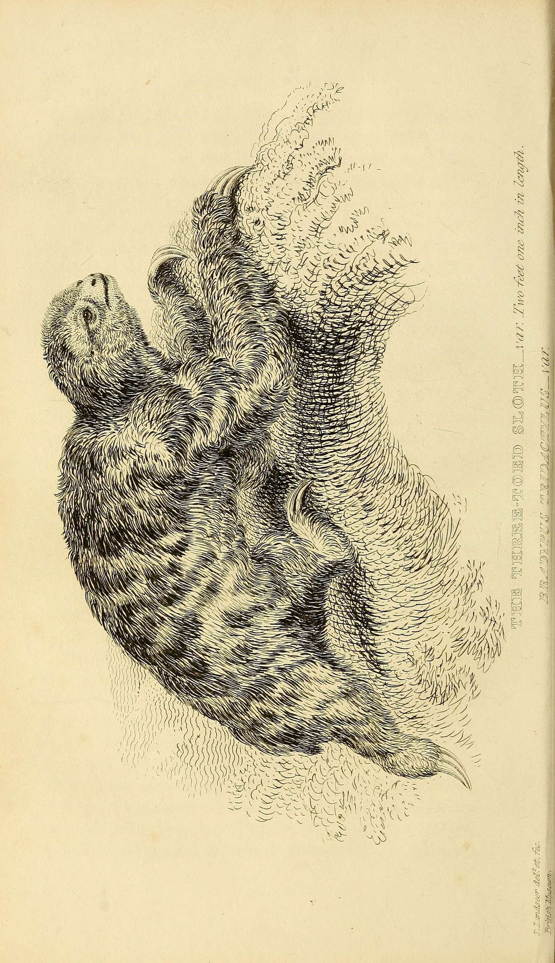 Bradypodidae Gray 1821的圖片