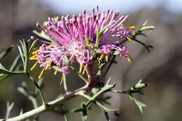 Imagem de Isopogon crithmifolius F. Müll.