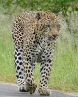 Image of Leopard