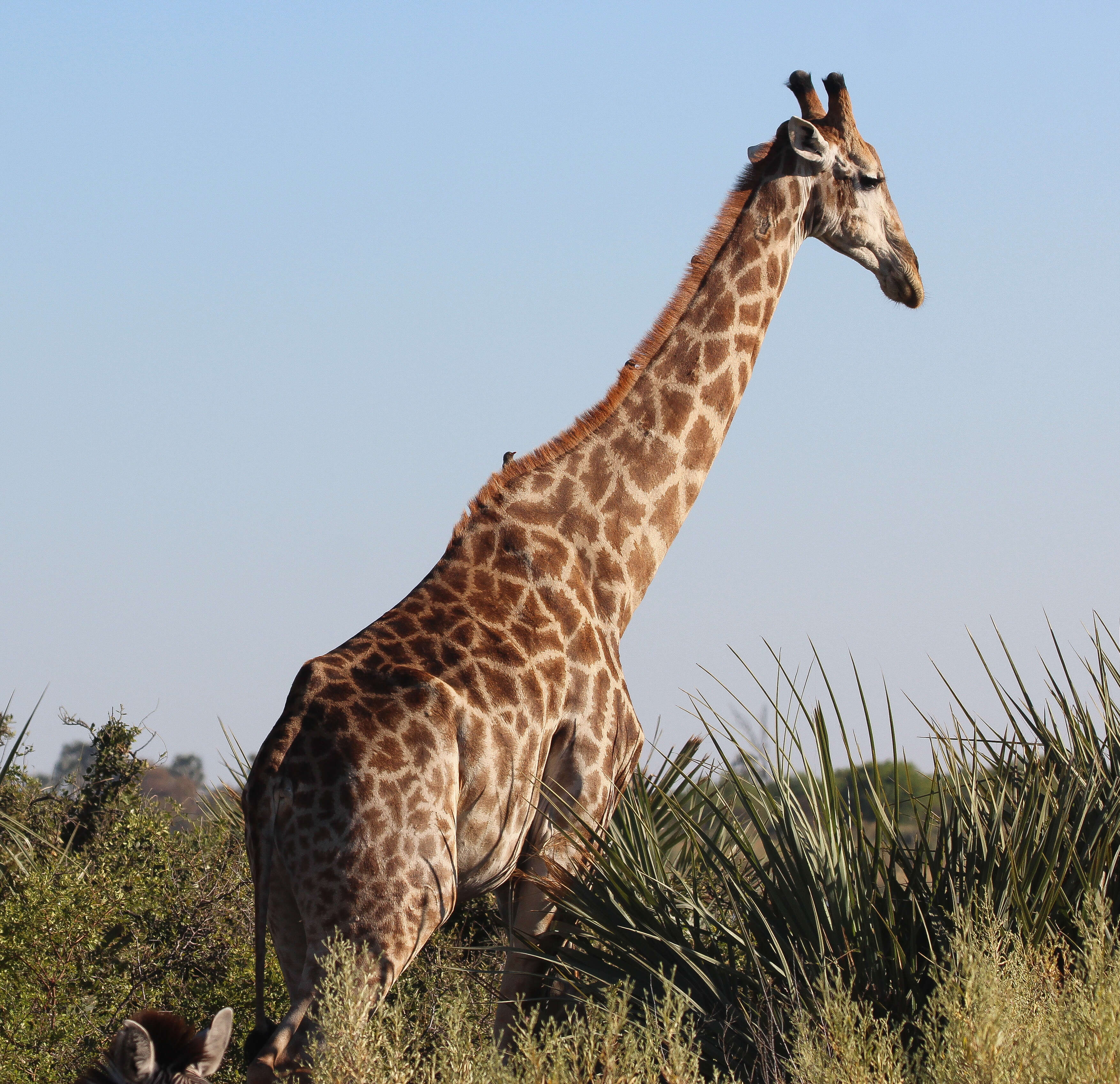 Image of Southern giraffe