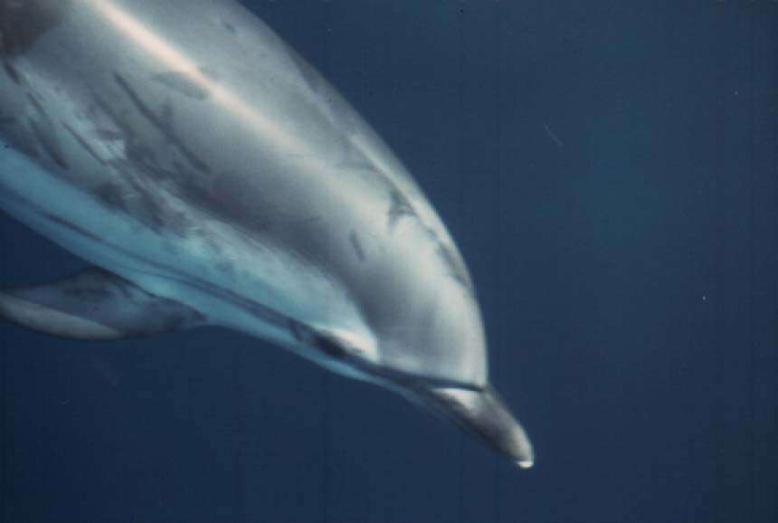 Image of Blue-white Dolphin