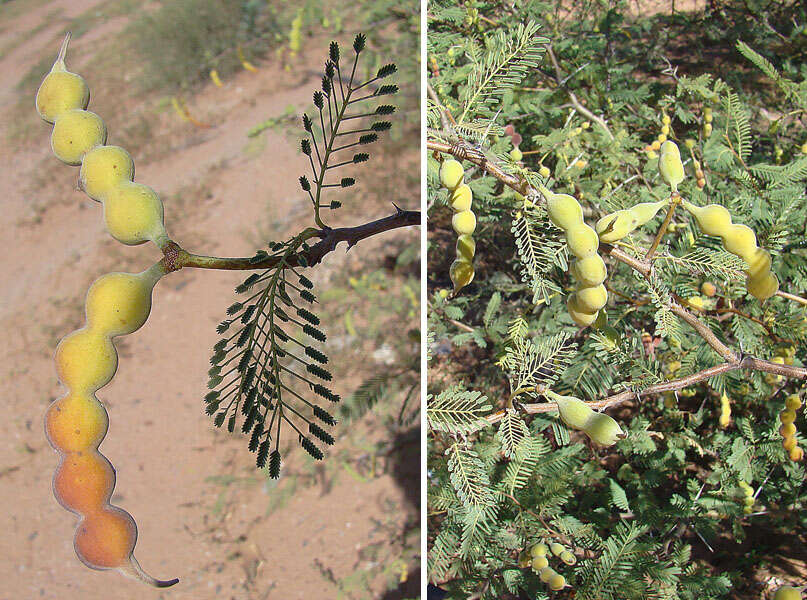 Image de Prosopis argentina Burkart