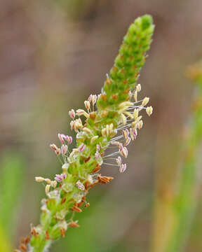 Image of Virginia plantain