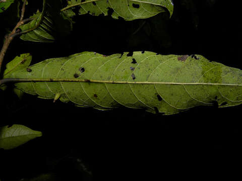 Image of Combretum fruticosum (Loefl.) Stuntz