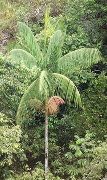 Image of Assai palm