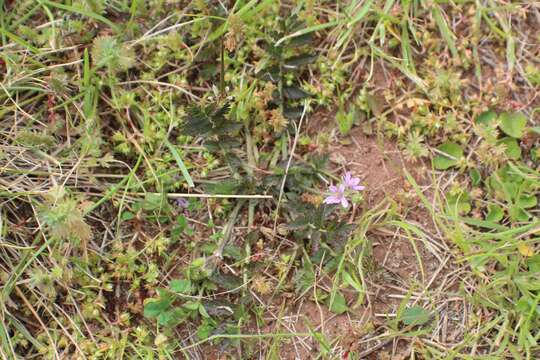 Imagem de Erodium moschatum (L.) L'Her.