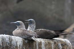 Image of gannets and boobies