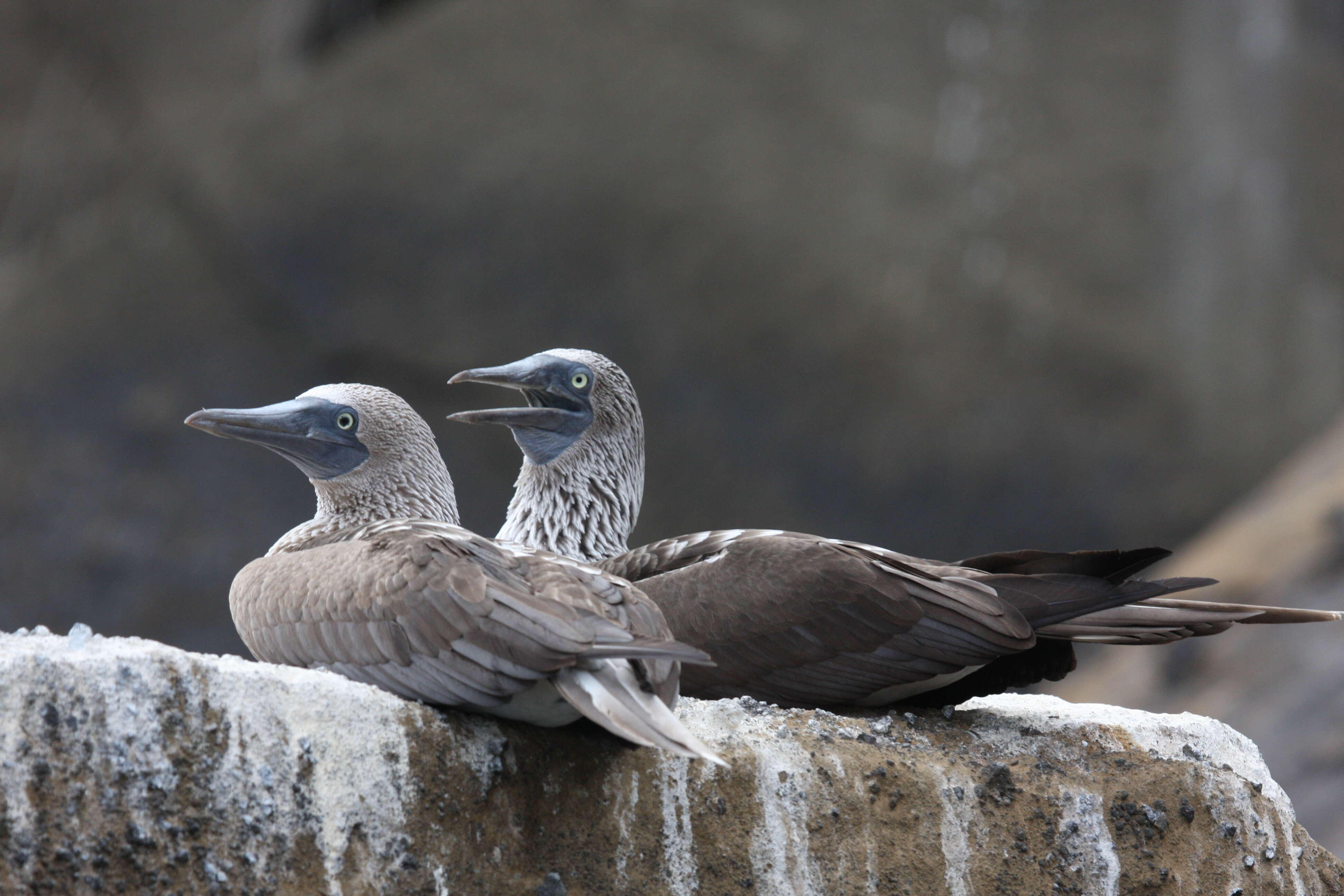 Image of Blue-footed Booby