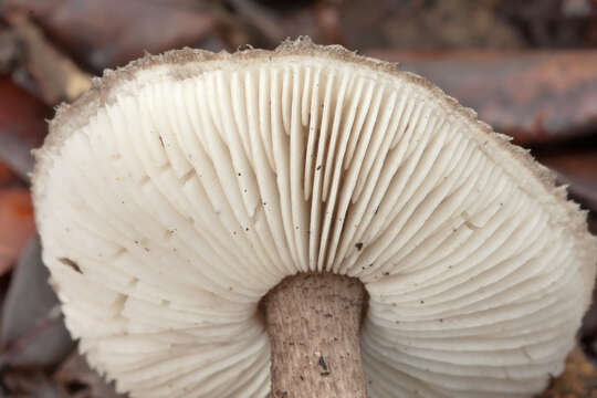 Image de Tricholoma atrosquamosum Sacc. 1887