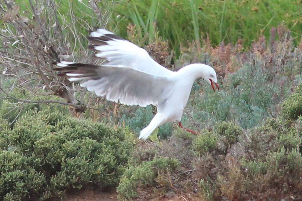 Image of Hooded gulls