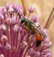 Image of Sphex flavipennis Fabricius 1793