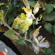 Image of California Live Oak